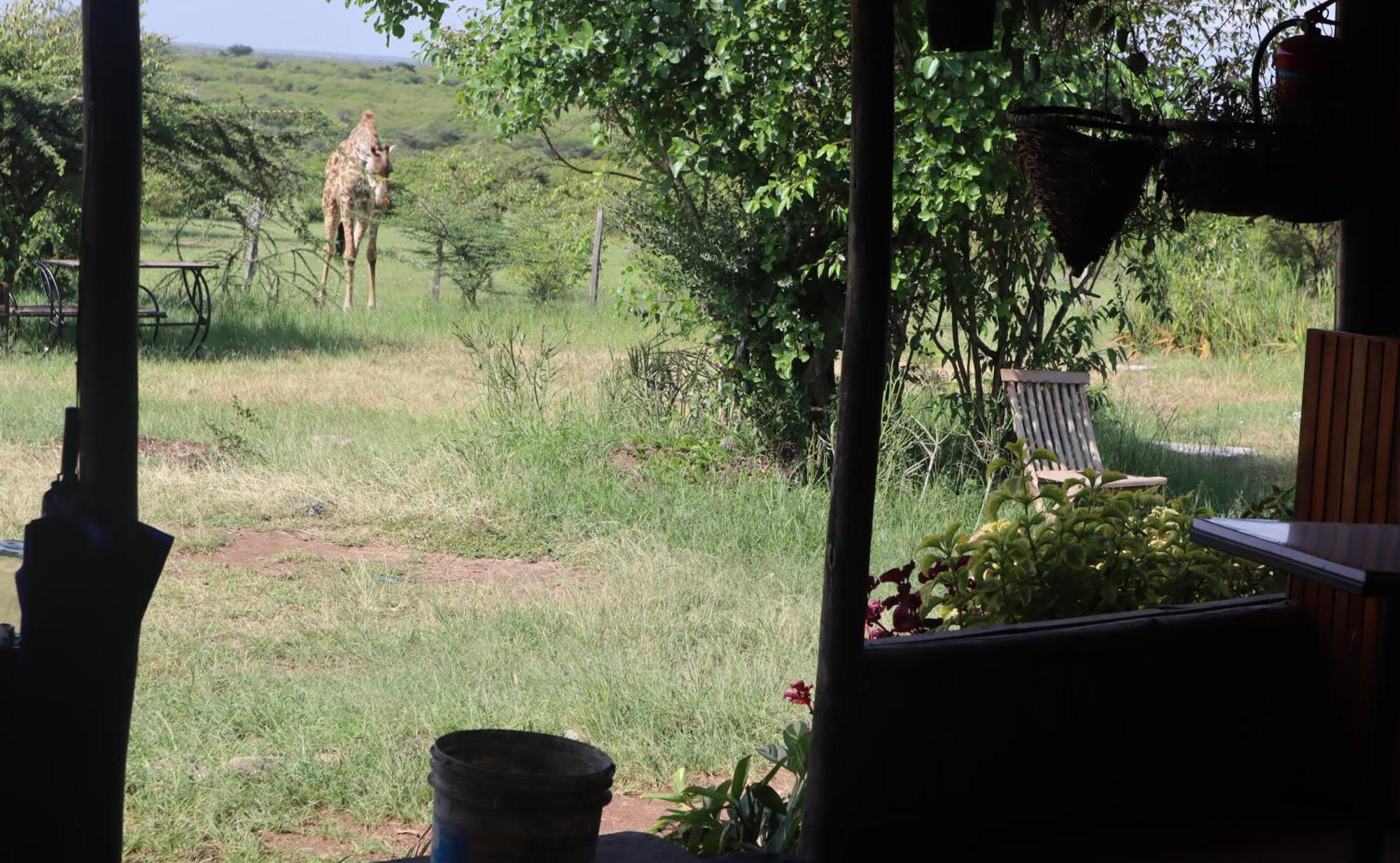 Kambu Mara Camp Hotel Sekenani Exterior photo